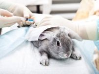 手術で死んだウサギは「家族同然」…病院側に66万円賠償命令　京都地裁がペットに「高額慰謝料」を認めた理由【弁護士が解説】