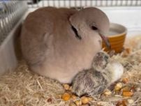 1匹飼いの鳩から産まれた「奇跡のヒナ」…生後2週間で急死、〝鳩界のマリア様〟に悼む声「世界一愛された」