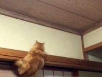 「天井にいるクモを捕まえたくて」→「スパイダーにゃん」になった猫　「アクロバティック」「俺より筋肉ついてそうだ…」