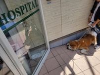 「狂犬病の注射の季節」動物病院の入口で動かない秋田犬に「がんばれ」の声　実は意外な理由でした…