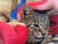 目も見えず、腎臓もボロボロ…多頭飼育崩壊から救出された子猫　延命か苦痛からの解放か苦渋の決断「次は幸せな家に」