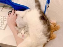豪快な体勢で眠る猫さん、その寝相に「トリッキーでラブリー」「どうなってるかわからない」と反響