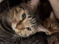 トラバサミにかかった猫を保護　抜けきれない人間への怖さ　シェルターで心の傷を癒しています
