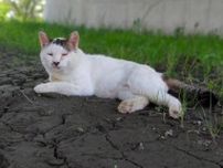 狩猟用の罠「トラバサミ」また荒川河川敷で発見　「白骨化した動物の亡骸が挟まっていた」昨年も罠にかかった地域猫が見つかった現場付近