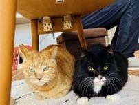 漫画家夫婦が、公園で出会った野良猫たち…「仕事ができた恩返し」に、一軒家を購入して保護　はたして2匹の新生活は？