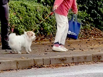 犬界のエリートにビビる小さな犬さんにほっこり…散歩中、警視庁機動隊「観閲式」に出会った