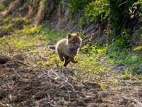 「猛ダッシュでお母さんのところに走る子ギツネ」北海道に暮らすキタキツネのめんこさに反響「厳しい自然界を生き抜く強さも感じられる」