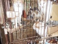 家賃滞納で立ち退き命令を受けた3LDK物件　不衛生な環境で猫27匹が生きていた　この子たちをどうする？