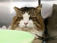 助けられなかった子猫の命　「こんな悲しい思いはさせまい」　きょうだいと思しき5匹を保護して動物病院に運んだ　「せめてこの子たちは幸せになって」
