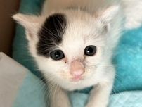 玄関先に目が開いたばかりの子猫　置き去りにしたのは誰　優しさのリレーが小さな命を救った　「ずっとのお家を必ず見つけるからね」