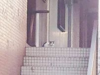 テナントビルで増え続ける外猫　建物内は糞尿の臭い　「野良猫ビル」13匹の一斉保護が始まった