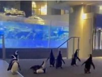 能登半島地震で被災したペンギンたち、東京で元気です！　日課の「お散歩」動画、すみだ水族館が投稿→「胸がいっぱい」と大反響