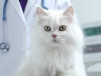 10歳の白猫「謎の糖尿病」が奇跡の完治　病の原因は…仲の悪かったキジトラ猫の存在だった？　「病は気から」は本当か