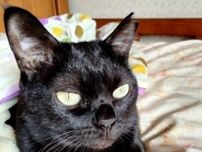 生後の低栄養から難病に…多頭飼育崩壊から救われた黒猫　新しい家族のもとでつかんだ“穏やかな日々”