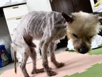 短いひもで玄関に10年、身動きできなかった飼い犬を保護→ガリガリで骨が曲がった体に獣医「非人道的な虐待」