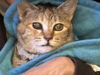 大阪・北新地「全てを持つ女性」と出会った野良猫は今　エルメスのセーターで命をつないだ大寒波の夜、そして突然の失踪の結末は