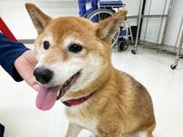 動物センターに収容された柴犬　超がつく甘えん坊はおてんば　カーテンビリビリも譲渡話が複数上がるモテモテさん