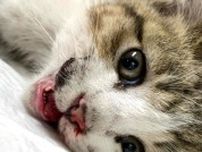 地上27メートル、高速道路の高架橋から落下した子猫に奇跡が！　瞳孔が開き鼻や口から出血、全身けいれんだったが…