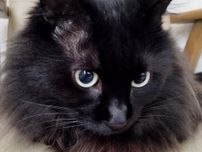 最愛の息子を亡くした男性が出会った小さな黒猫　息も絶え絶えだったが、わんぱくでご飯モリモリに「命に代えても守る。必ず幸せに」と誓った