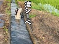 「夏の風物詩 流しーば 流しーべ」とは！？水の中を歩く柴犬とハスキー犬に癒される「熱中症対策に最高」再生回数1800万回超！