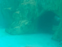 この穴からは無限にアザラシが出てきます！？ 水族館のトンネルが「じわってきちゃう」「延々と見ていられる」と話題に