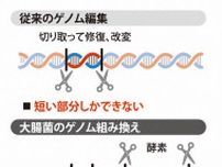 「常識覆す仕組み」　大腸菌の大規模ゲノム組み換え解明　東京大など