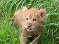 名前、選びにきてね　赤ちゃんライオン７日９日公開　とくしま動物園