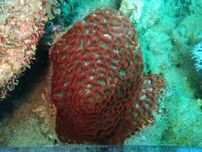 「造礁サンゴ」の新種発見　宮崎大学などが日南・大島周辺海域で