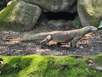 世界最大「コモドオオトカゲ」、東山動植物園で飼育へ　国内園で唯一