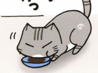 食の細い猫に異変が。やせっぽっちがぷっくり姿になり、それはそれで問題に!?／うちの3ねこ