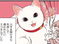 「はやくあけて〜」猫の愛すべき行動。ここまでして構われたい...！／愛されたがりの白猫ミコさん