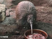 キーウィ「ジュン」４２歳で死ぬ　国内で唯一飼育している天王寺動物園で　ＮＺから大阪に来園、死の２日前まで展示