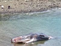 マッコウクジラが急潮渦巻く黒之瀬戸近くの浅瀬に漂着　引き潮で取り残されたか? 体長16メートル力尽く　長島町