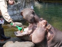 天王寺動物園でカバの歯磨き　歯と口の健康週間で