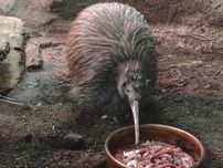 天王寺動物園のキーウィ「ジュン」死ぬ　国内で唯一飼育