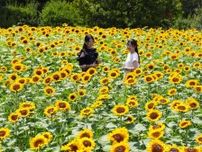 長居植物園でヒマワリ満開　2万株のビンセントオレンジ