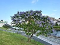 世界三大花木の一つ「ジャカランダ」、新河岸川沿いで見頃に