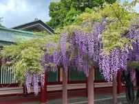 日枝神社の藤棚が見頃　参拝者に藤の香り届ける