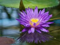 草津の水生植物園のスイレンが見頃　「紫式部」やヒツジグサなど150種類