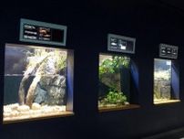 琵琶湖博物館が「よみがえれ！日本の淡水魚」など水槽展示再開