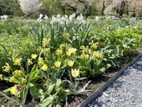 調布・神代植物公園の新「宿根草園」花盛り　植物を学ぶワークショップも