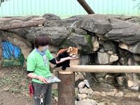 江戸川自然動物園が開園40周年　新たにレッサーパンダも