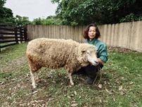 金沢動物園で羊の毛刈り　羊とともに1年間毛を伸ばした飼育員も