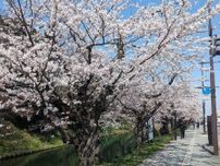 弘前公園の桜、開花進む　外堀は「満開」という声も