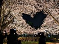 弘前公園のソメイヨシノが満開　「ハート」や水面に映る桜など