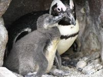 サンシャイン水族館でケープペンギンのひな愛称投票　スタッフが名前考案