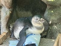 サンシャイン水族館でケープペンギンのひな愛称決定　「ぽてと」に