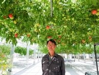 箕輪町のフルーツトマト、食べ頃迎える　珍しい水平放任栽培で育てる