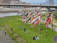 沼津でこいのぼりフェスティバル　狩野川を彩る風物詩