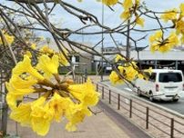 加古川駅北側のブラジル国花「イペ」が見頃　マリンガ市との友好のシンボル